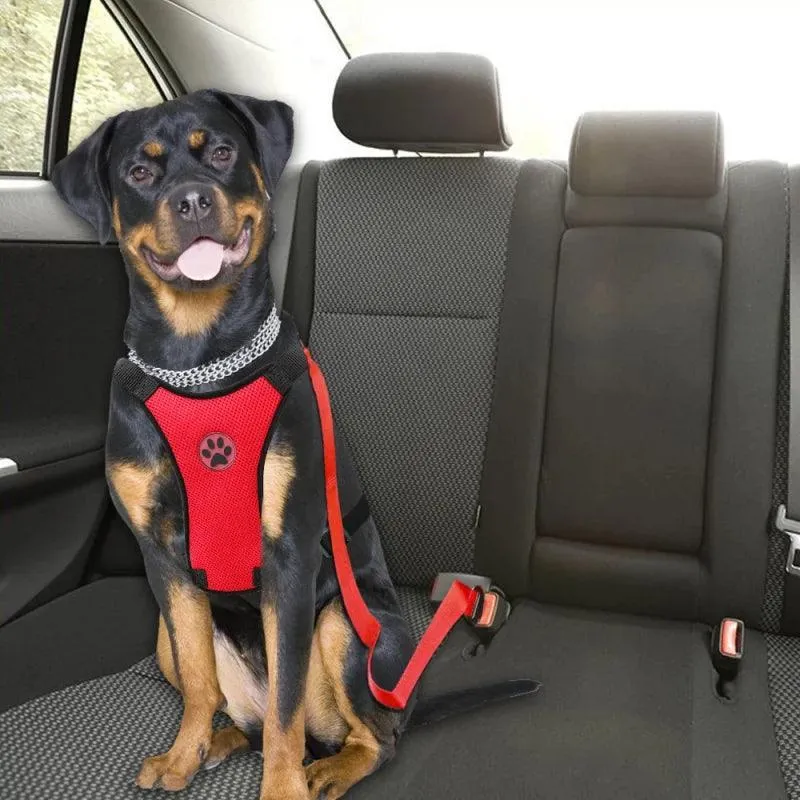 Adventure Dog Harness Leash Set: Outdoor Safety Upgrade