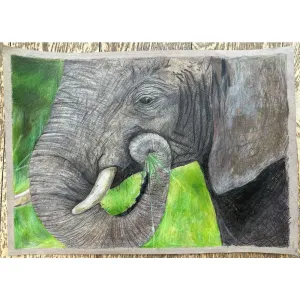 African Elephant