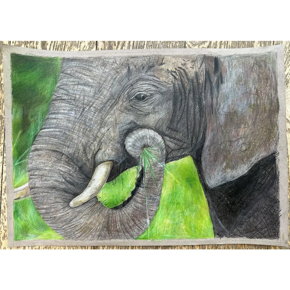 African Elephant