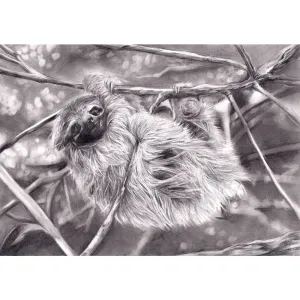 Edge of Extinction: Pygmy Three-toed Sloth