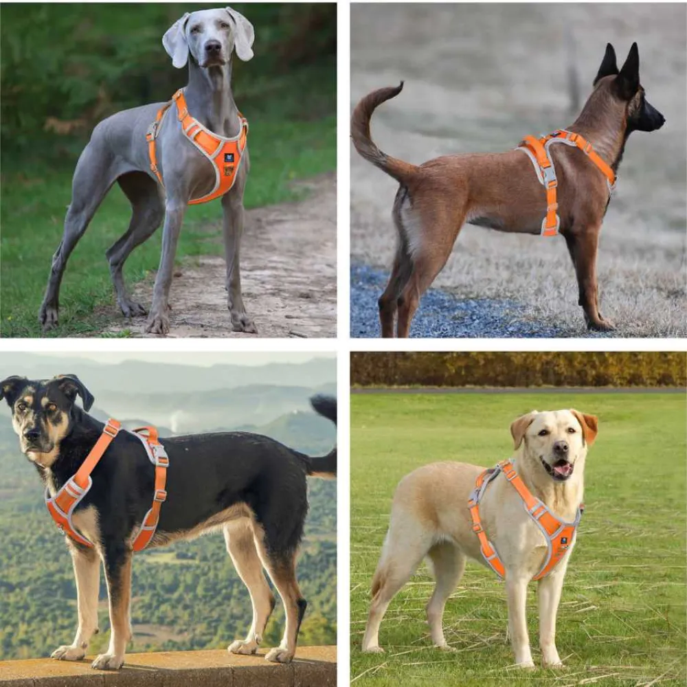 Hank 3M Reflective Harness for Puller Dogs (Grey/Orange)