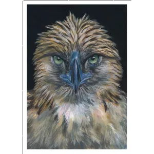 Philippine Eagle