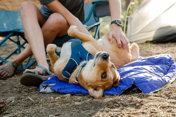 Ruffwear Front Range™ Padded Dog Harness (Red Clay)