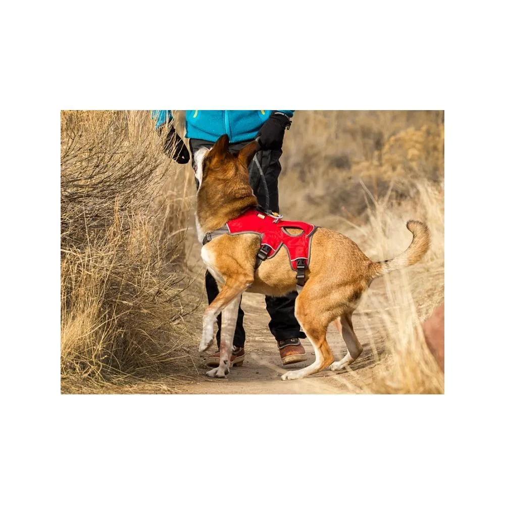 Web Master Dog Harness